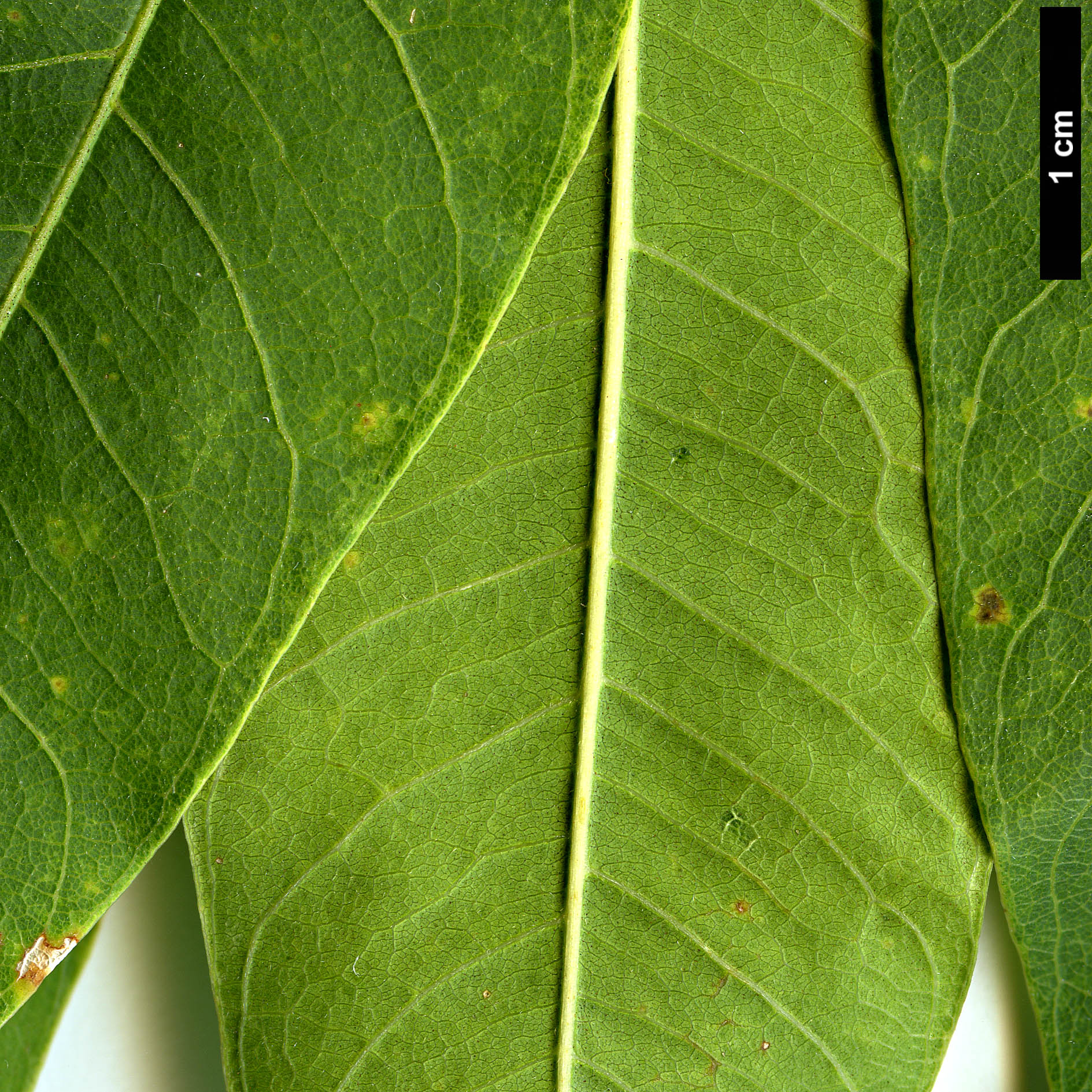 High resolution image: Family: Sapindaceae - Genus: Sapindus - Taxon: mukorossi